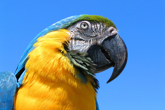 фото "Parrot" метки: природа, портрет, домашние животные