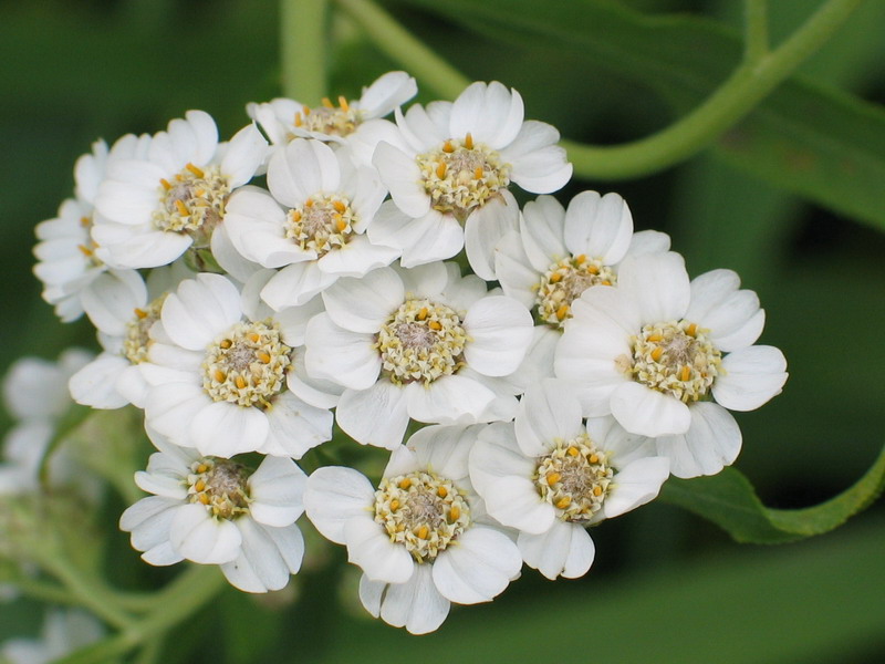 photo "Simple florets_2" tags: macro and close-up, nature, flowers