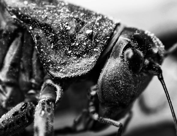 photo "Locusta B&W" tags: macro and close-up, black&white, 