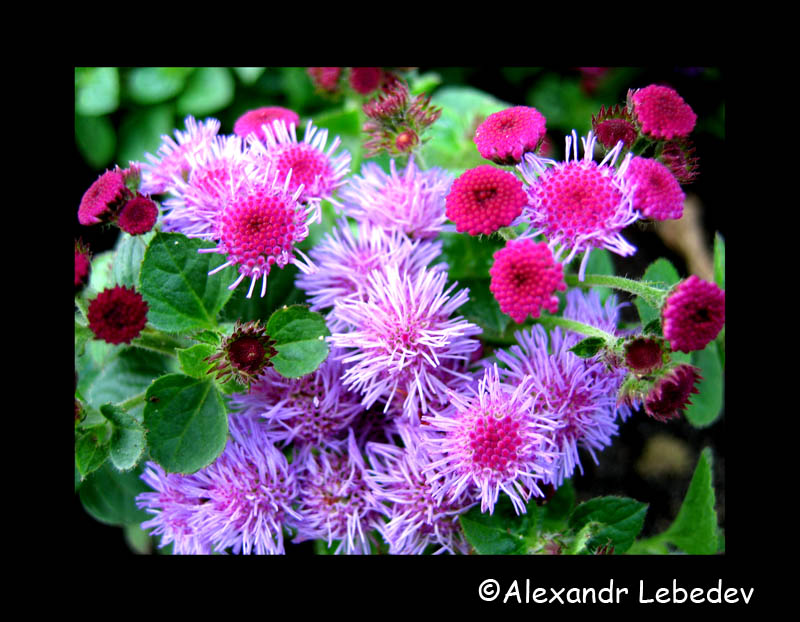 photo "All colors of summer #3" tags: nature, macro and close-up, flowers