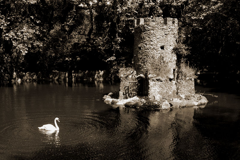 photo "Royal Swan" tags: landscape, architecture, water