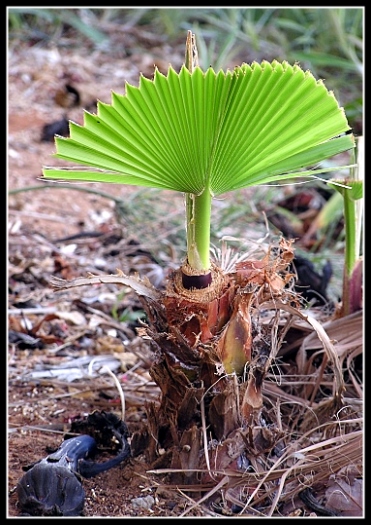 photo "Palm in an infancy" tags: nature, genre, flowers