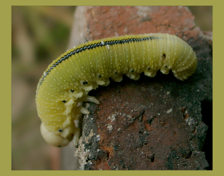 photo "ПатАМУчта низя быть красивАй такой ;-)" tags: macro and close-up, 