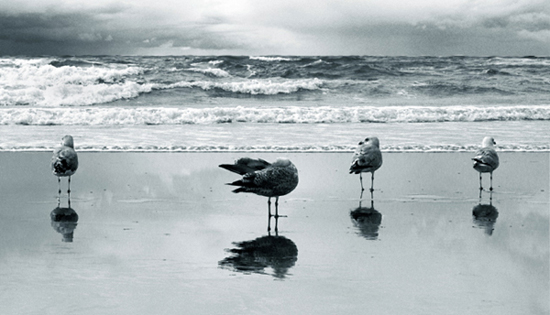 photo "Seagulls" tags: black&white, landscape, water