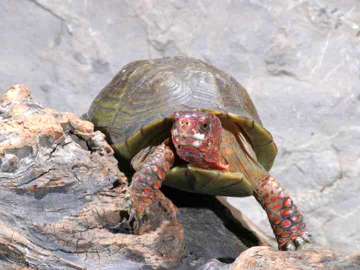 photo "Boy,is my face Red!" tags: nature, wild animals