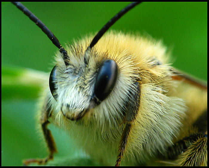 photo "bee" tags: macro and close-up, 