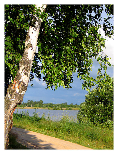 photo "White birch" tags: landscape, summer, water