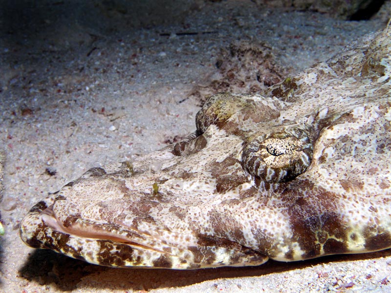 photo "Fish the crocodile" tags: underwater, nature, wild animals