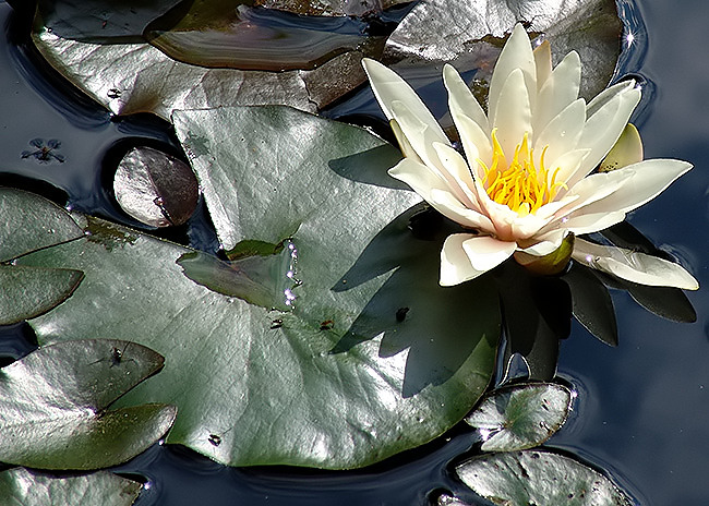 photo "In a pond" tags: nature, macro and close-up, flowers