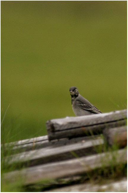 photo "What ?" tags: nature, wild animals