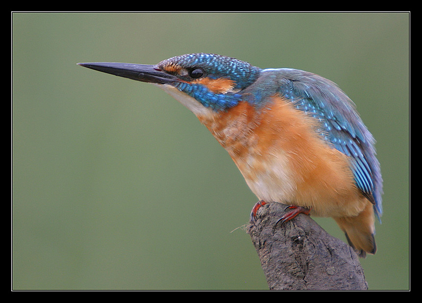 photo "Aiming" tags: nature, wild animals