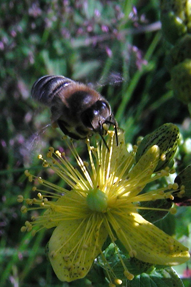 photo "Hard work" tags: nature, insect