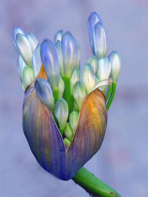 photo "Agapanthus Africanus" tags: misc., 