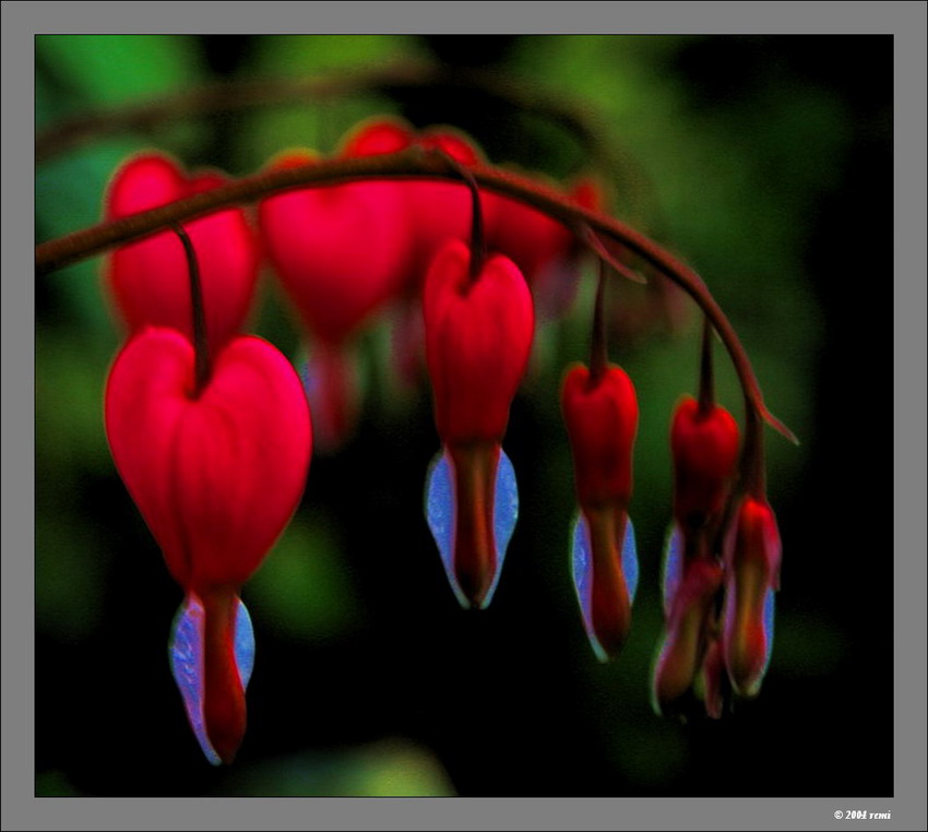 photo "5 hearts" tags: nature, flowers