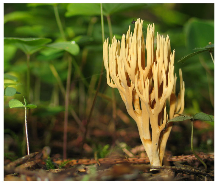 photo "Edible mushroom" tags: macro and close-up, nature, flowers