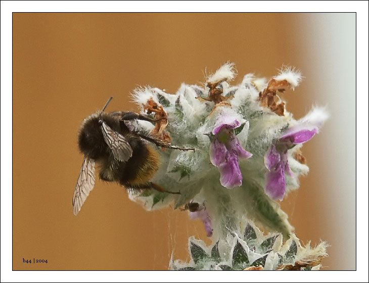 photo "Lunch mood - 2" tags: macro and close-up, nature, insect