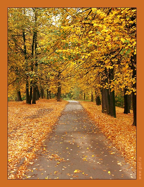 photo "Gold" tags: landscape, autumn, forest
