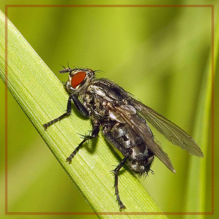 фото "Самолет-разведчик, или просто муха." метки: природа, макро и крупный план, насекомое