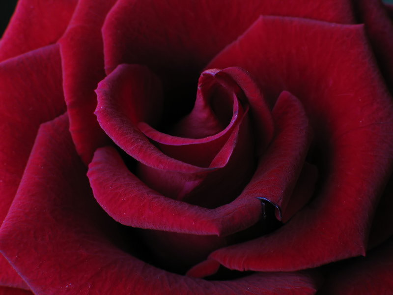 фото "роза" метки: макро и крупный план, природа, цветы