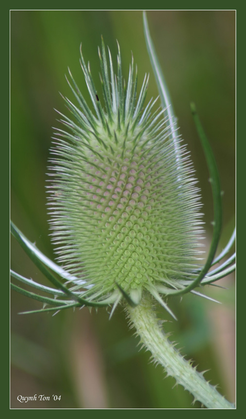 фото "Green Porcupine" метки: разное, макро и крупный план, 