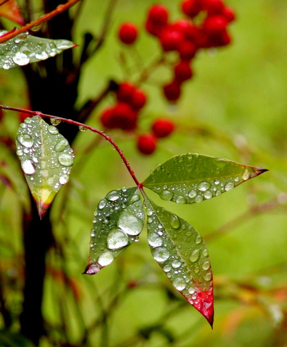 фото "dancing droplets" метки: природа, цветы