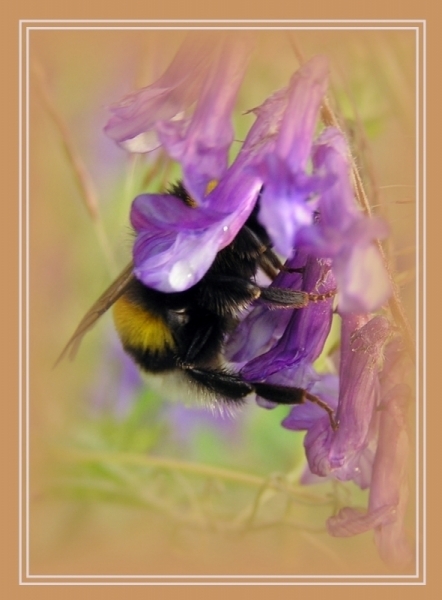 photo "bumble-bee" tags: nature, wild animals
