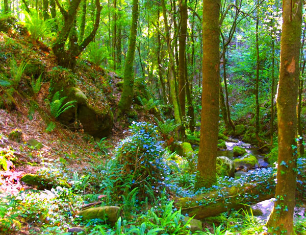 фото "bossque" метки: пейзаж, лес