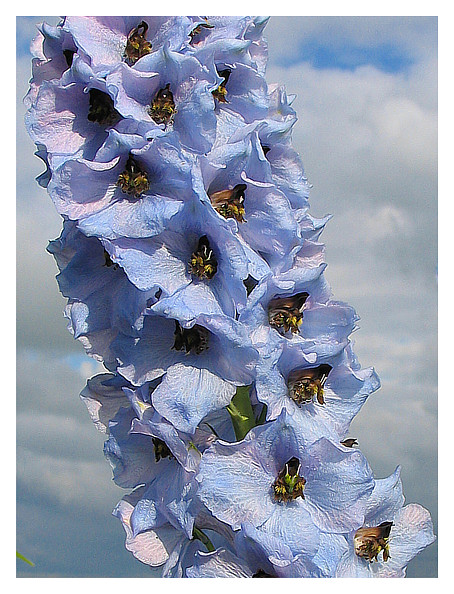 photo "Delphinium" tags: nature, flowers