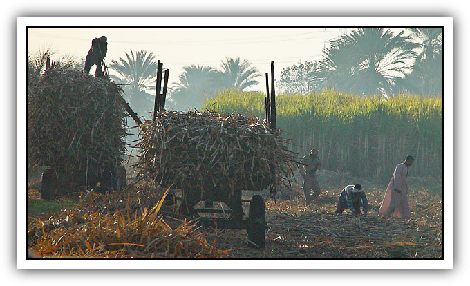 photo "Harvest" tags: travel, landscape, Africa, summer