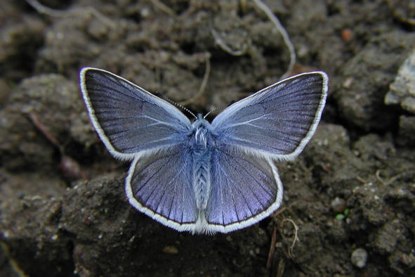 photo "Another Shocking Blue" tags: macro and close-up, 