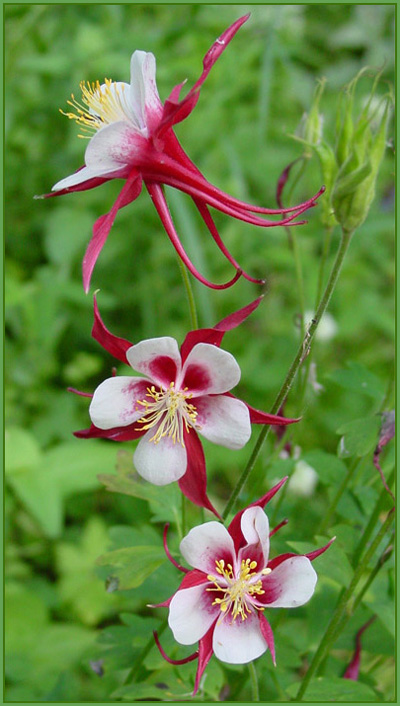 photo "garden columbines" tags: nature, macro and close-up, flowers