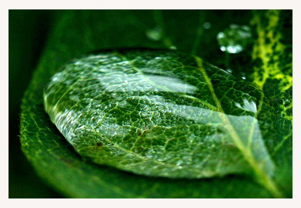 фото "The raindrop" метки: природа, 