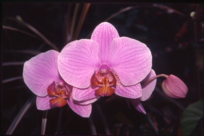 photo "orchids 2" tags: nature, flowers