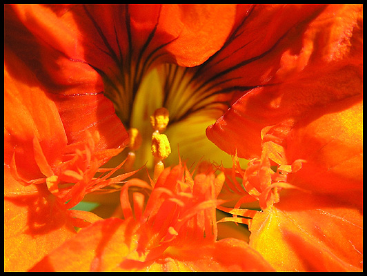 photo "In heart of a flower" tags: macro and close-up, nature, flowers