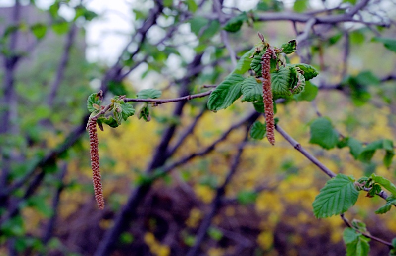 photo "Spring motives!" tags: nature, flowers