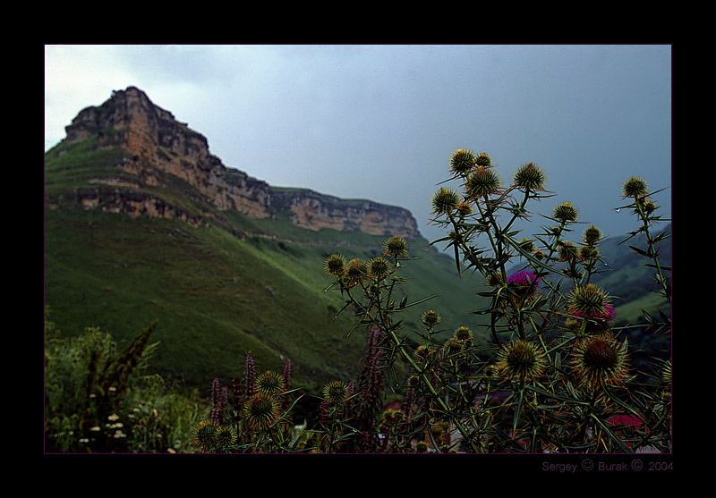 photo "Prickles" tags: landscape, nature, flowers, mountains