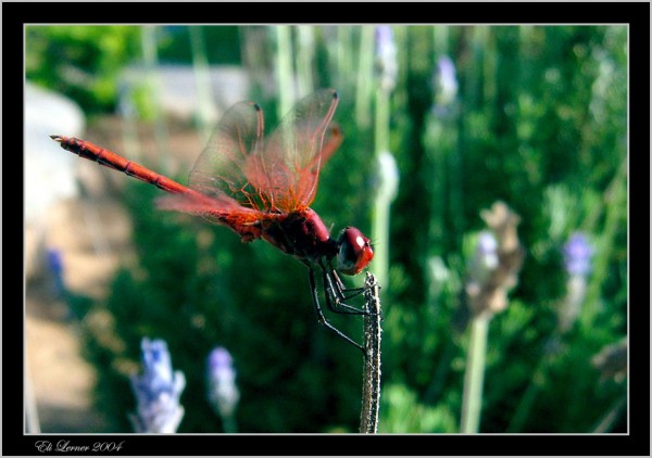 фото "DragonFly2" метки: природа, дикие животные