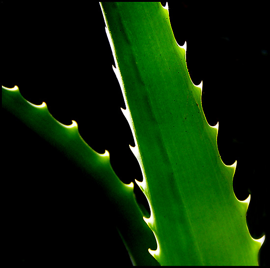 photo "Aloe 2" tags: nature, macro and close-up, flowers