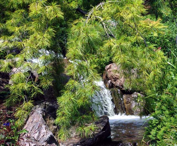 photo "WaterFall" tags: nature, flowers