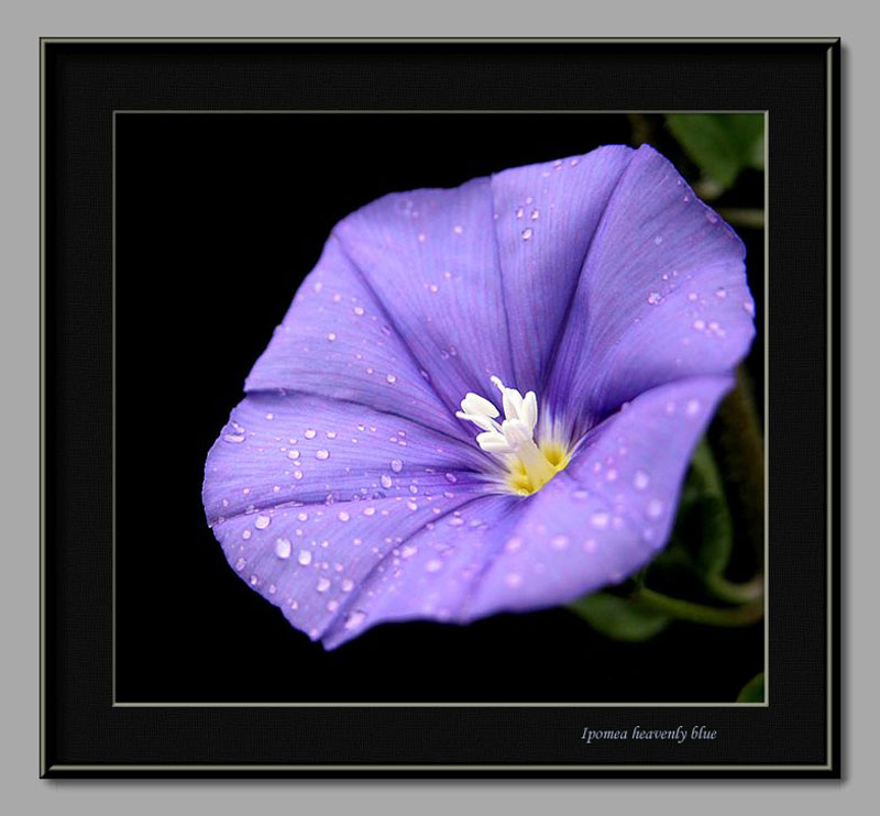 photo "ipomea morning glory" tags: macro and close-up, nature, flowers