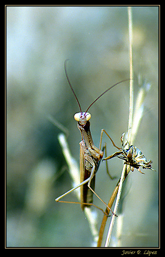 photo "Mantis" tags: macro and close-up, nature, insect