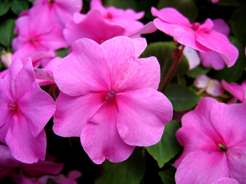 photo "All colors of summer #4" tags: nature, macro and close-up, flowers