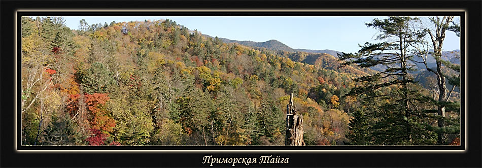 photo "Primorskaya Taiga" tags: landscape, autumn, forest