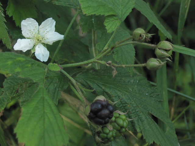 photo "Blackberries" tags: nature, macro and close-up, flowers