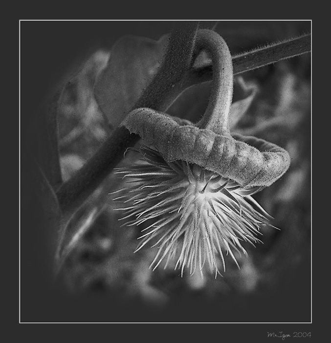 фото "Дурман" метки: макро и крупный план, природа, цветы