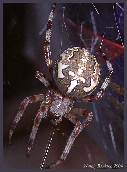photo "Night hunter" tags: nature, macro and close-up, insect