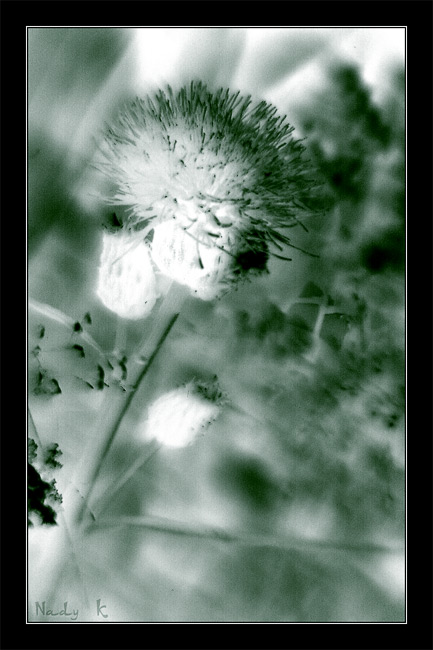 photo "Prickle - the child of light.. A fluffy lump of a" tags: nature, flowers