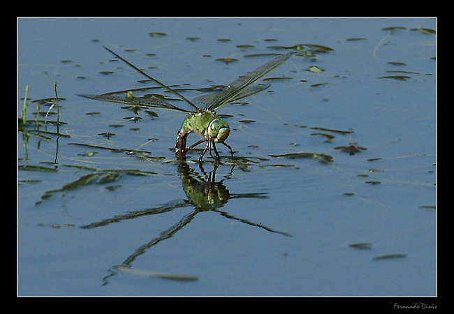 photo "Landing on water" tags: nature, macro and close-up, insect