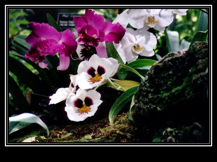 фото "Orkid 4" метки: природа, пейзаж, лес, цветы