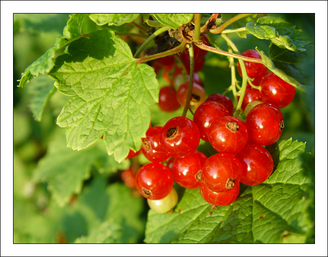 photo "Currant..." tags: nature, macro and close-up, flowers